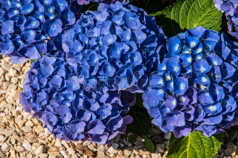 Close up in the rock garden with yellow jura stone chippings and blue hydrangeas, blue hydrangea in full bloom with light yellow pebbles underneath, rock garden made of light yellow ornamental chippings with blue hydrangea flowers, yellow and blue, light yellow and medium blue,. Close up in the rock garden with yellow jura stone chippings and blue hydrangeas, blue hydrangea in full bloom with light yellow pebbles underneath, rock garden made of light yellow ornamental chippings with blue hydrangea flowers, yellow and blue, light yellow and medium blue,