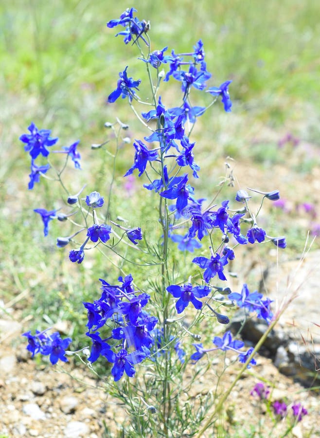 άνθη δελφίνιου grandiflorum ή largefloough delphinium που αναπτύσσονται στην νήσο olkhon ρωσική στοκ εικόνα