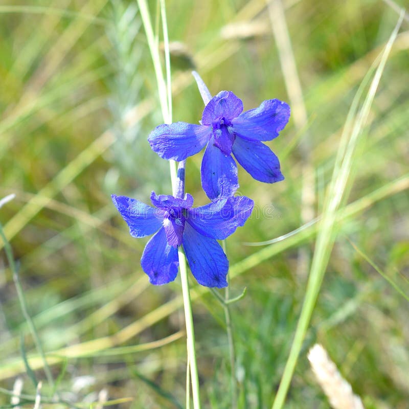 άνθη δελφίνιου grandiflorum ή largefloough delphinium που αναπτύσσονται στην νήσο olkhon ρωσική στοκ φωτογραφίες