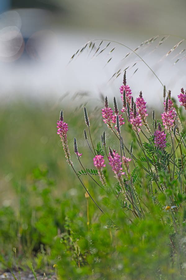 Άνθη σαϊνfoin ή onobrychis viciifolia ή sativa ή esparcette στοκ φωτογραφία με δικαίωμα ελεύθερης χρήσης