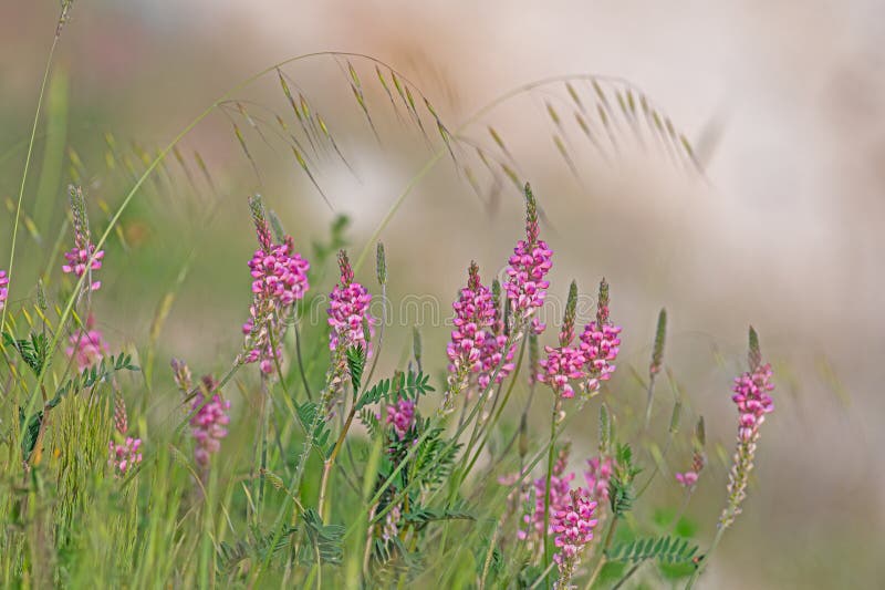 Άνθη σαϊνfoin ή onobrychis viciifolia ή sativa ή esparcette στοκ φωτογραφίες με δικαίωμα ελεύθερης χρήσης