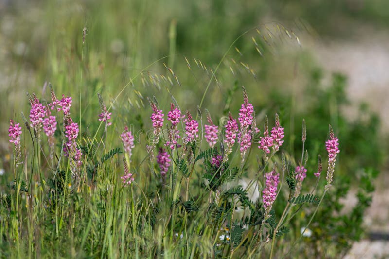Άνθη σαϊνfoin ή onobrychis viciifolia ή sativa ή esparcette στοκ εικόνες με δικαίωμα ελεύθερης χρήσης