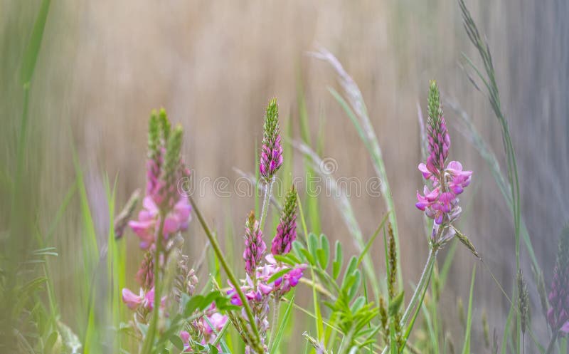 άνθη σαϊνfoin ή onobrychis viciifolia ή sativa ή esparcette στοκ εικόνες με δικαίωμα ελεύθερης χρήσης
