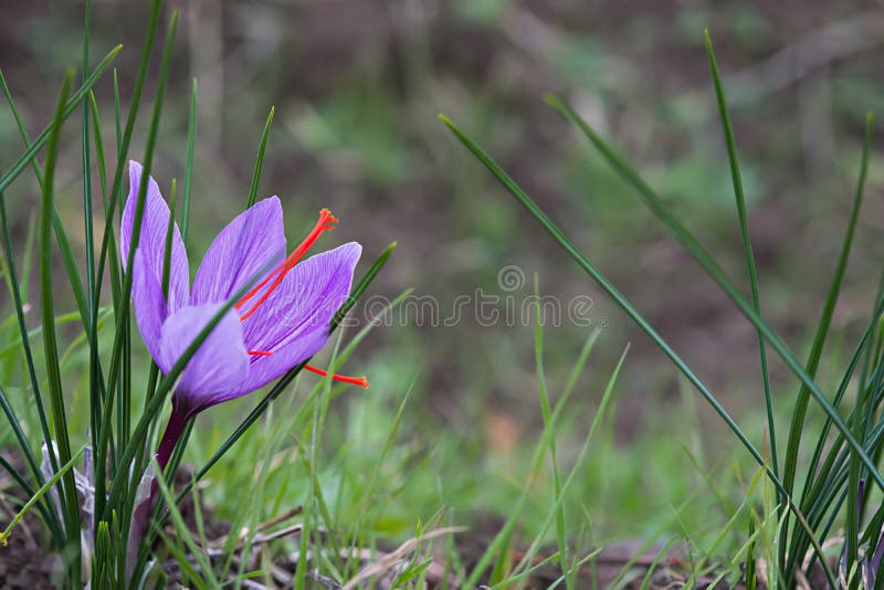 Άνθη συλλογής σαφρόνων Crocus sativus, κοινώς στοκ εικόνες Άνθη συλλογής σαφρόνων Crocus sativus, κοινώς στοκ εικόνες