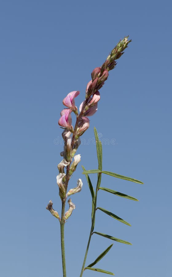 άνθη του κοινού sainfoin το καλοκαίρι στοκ φωτογραφία με δικαίωμα ελεύθερης χρήσης