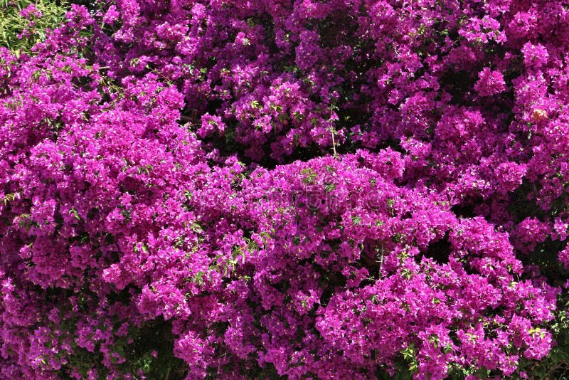 Άνθιση Bougainvillea στοκ φωτογραφίες Άνθιση Bougainvillea στοκ φωτογραφίες