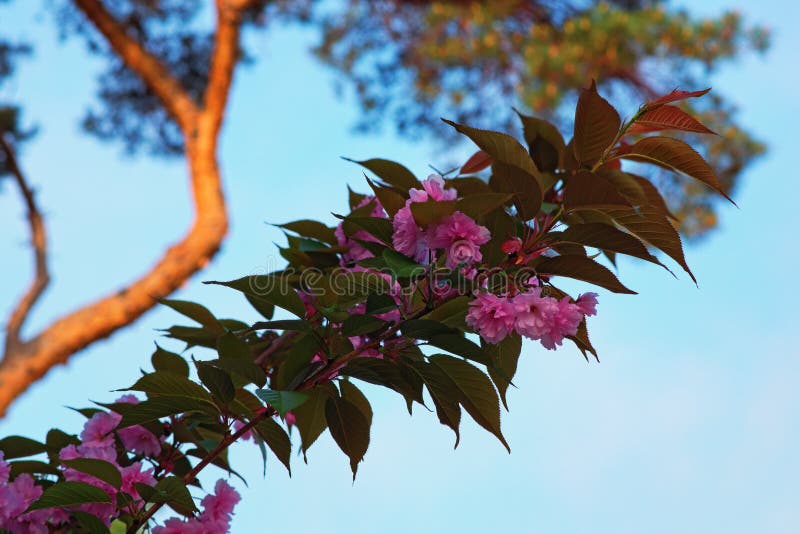 Άνθιση λουλουδιών Sakura όμορφο ροζ κερασιών ανθών στοκ φωτογραφίες με δικαίωμα ελεύθερης χρήσης Άνθιση λουλουδιών Sakura όμορφο ροζ κερασιών ανθών στοκ φωτογραφίες με δικαίωμα ελεύθερης χρήσης