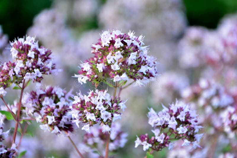 άνθιση φρέσκου fragrant oregano στον κήπο κλείνει. στοκ φωτογραφία με δικαίωμα ελεύθερης χρήσης
