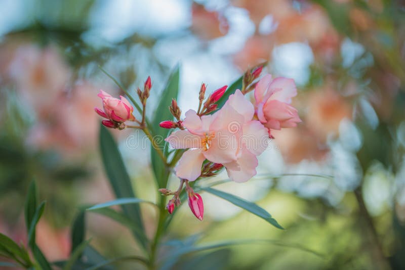 Nerium oleander flower and leaves by a sunny summer day in garden. Nerium oleander flower and leaves by a sunny summer day in garden.
