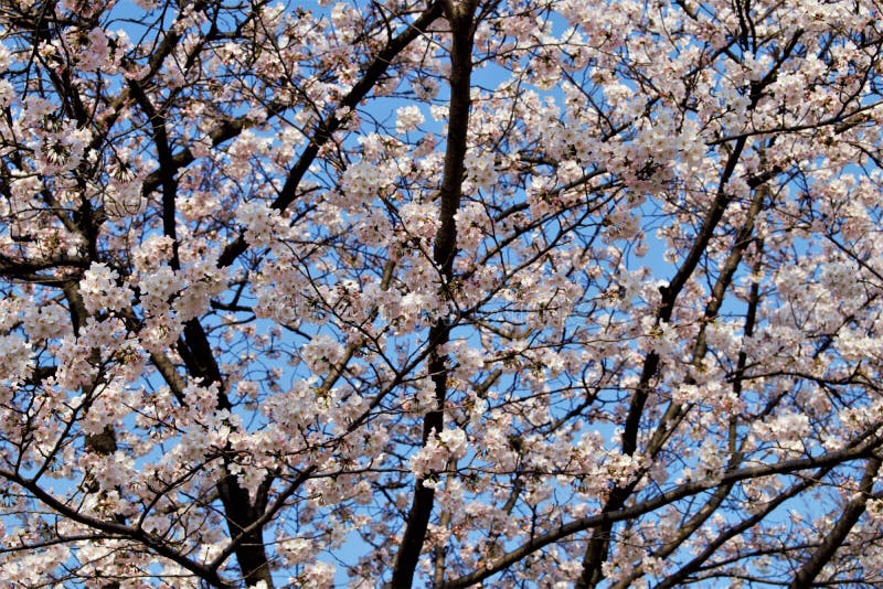 Άνθος κερασιών Sakura κατά τη διάρκεια του χρόνου Hanami στη Σεούλ, Κορέα στοκ φωτογραφίες Άνθος κερασιών Sakura κατά τη διάρκεια του χρόνου Hanami στη Σεούλ, Κορέα στοκ φωτογραφίες