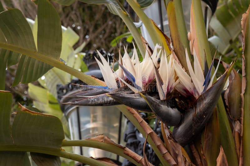 Άνθος της Strelitzia στο ύπαιθρο Gran Canaria Ισπανία στοκ φωτογραφίες