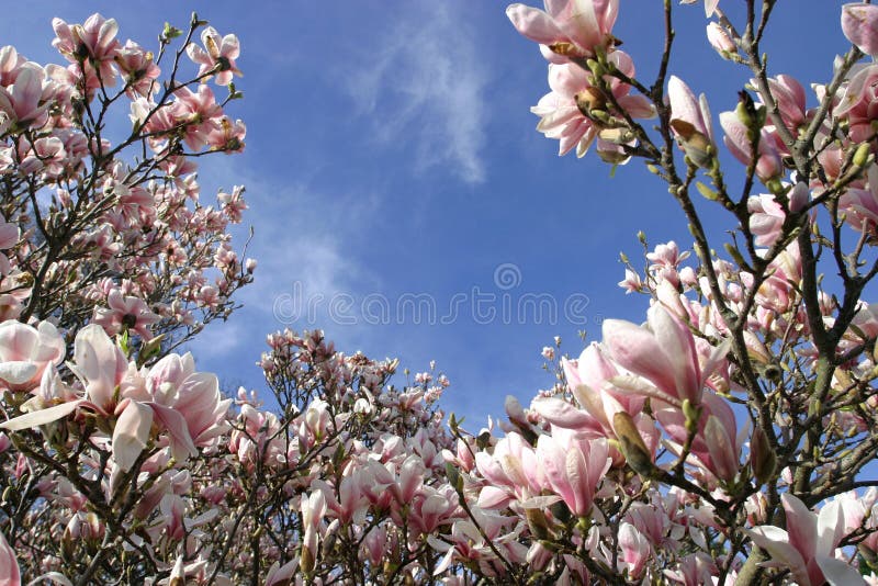 άνοιξη magnolia λουλουδιών άνθισης στοκ φωτογραφία με δικαίωμα ελεύθερης χρήσης άνοιξη magnolia λουλουδιών άνθισης στοκ φωτογραφία με δικαίωμα ελεύθερης χρήσης
