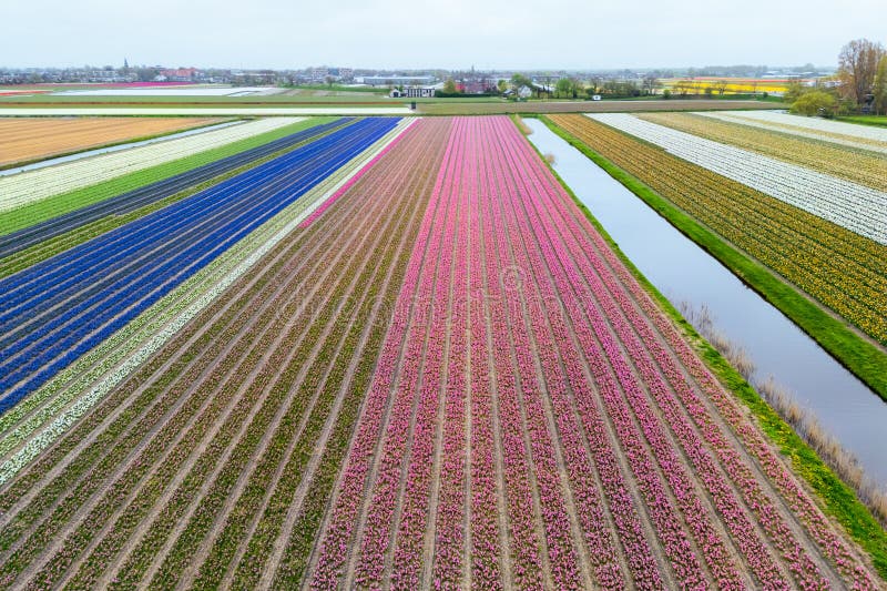 Άποψη αεροστεγούς με φωτεινά πολύχρωμα lupins Tulips και daffodil στις Κάτω Χώρες στοκ φωτογραφία με δικαίωμα ελεύθερης χρήσης