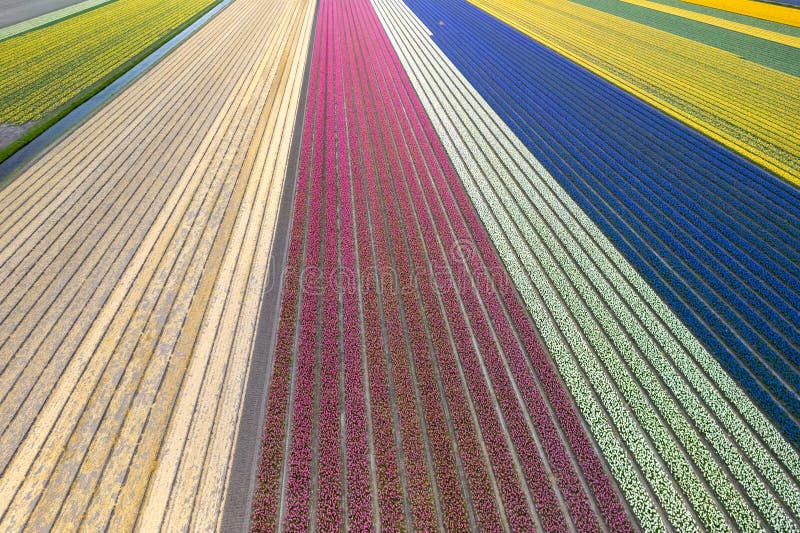 Άποψη αεροστεγούς με φωτεινά πολύχρωμα lupins Tulips και daffodil στις Κάτω Χώρες στοκ εικόνες με δικαίωμα ελεύθερης χρήσης
