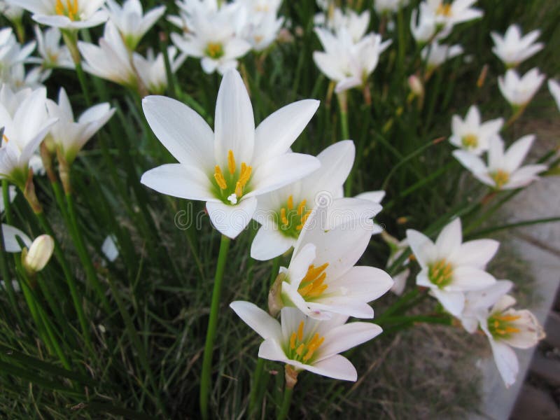 Άσπρα candida κρίνων ή Zephyranthes βροχής λουλούδια στοκ φωτογραφία Άσπρα candida κρίνων ή Zephyranthes βροχής λουλούδια στοκ φωτογραφία