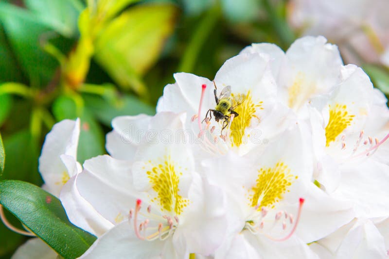 Άσπρα Rhododendron λουλούδια που ανθίζουν με τη μέλισσα μελιού στοκ εικόνα Άσπρα Rhododendron λουλούδια που ανθίζουν με τη μέλισσα μελιού στοκ εικόνα