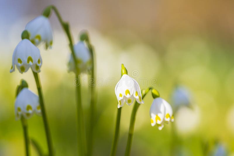 Άσπρα snowflake ανοίξεων λουλούδια, vernum TLeucojum, άνθιση στοκ εικόνα με δικαίωμα ελεύθερης χρήσης Άσπρα snowflake ανοίξεων λουλούδια, vernum TLeucojum, άνθιση στοκ εικόνα με δικαίωμα ελεύθερης χρήσης