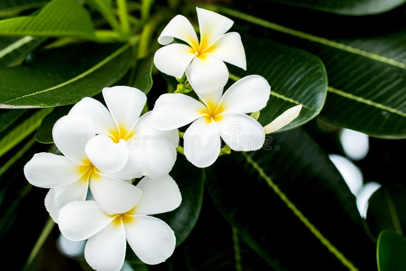 Άσπρα και κίτρινα λουλούδια frangipani με τα φύλλα στο υπόβαθρο στοκ εικόνα Άσπρα και κίτρινα λουλούδια frangipani με τα φύλλα στο υπόβαθρο στοκ εικόνα