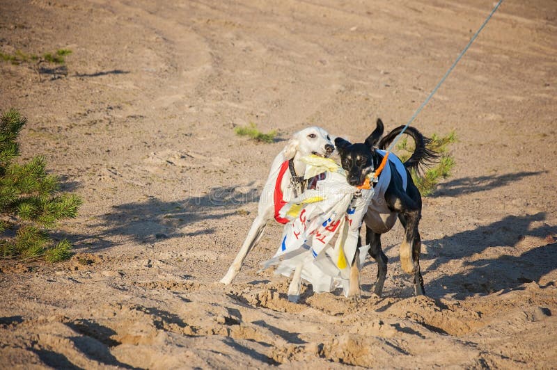 Άσπρα και μαύρα νέα άγρυπνα κουτάβια saluki που τρέχουν υπαίθρια στον καλό καυτό θερινό καιρό στη Φινλανδία Κατοχή του κόκκινου κ στοκ φωτογραφίες Άσπρα και μαύρα νέα άγρυπνα κουτάβια saluki που τρέχουν υπαίθρια στον καλό καυτό θερινό καιρό στη Φινλανδία Κατοχή του κόκκινου κ στοκ φωτογραφίες
