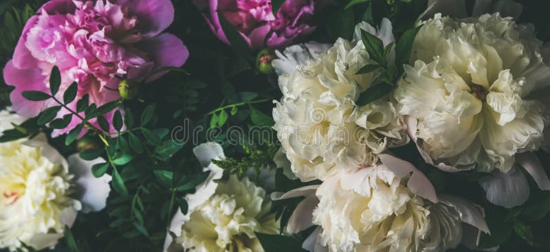 Άσπρα και ρόδινα peony λουλούδια πέρα από το σκοτεινό υπόβαθρο Φυσικό πρότυπο στοκ φωτογραφίες Άσπρα και ρόδινα peony λουλούδια πέρα από το σκοτεινό υπόβαθρο Φυσικό πρότυπο στοκ φωτογραφίες