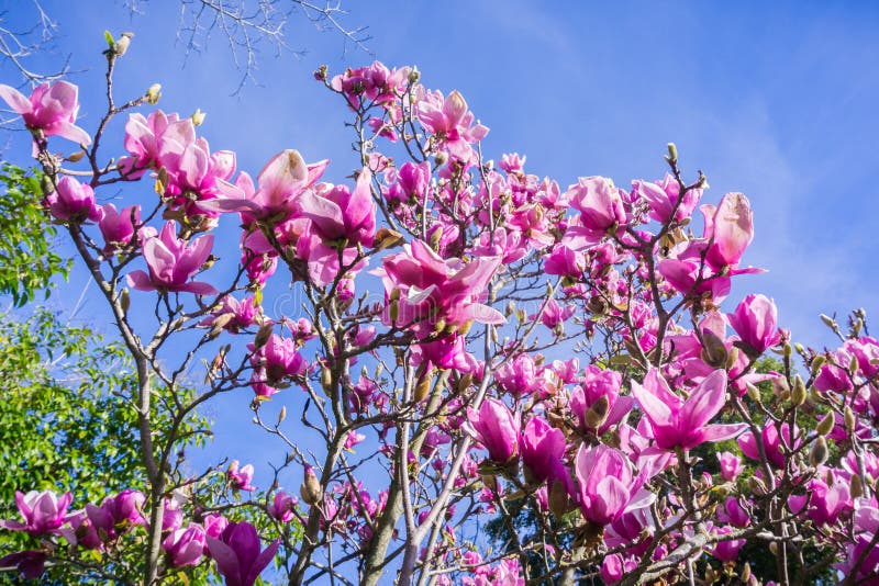 Άσπρα και ρόδινα άνθη Magnolia στοκ φωτογραφία