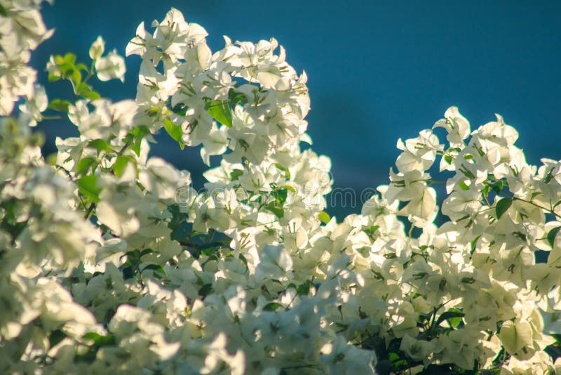 Άσπρα λουλούδια Bougainvillea που ανθίζουν υπέροχα στοκ φωτογραφία με δικαίωμα ελεύθερης χρήσης Άσπρα λουλούδια Bougainvillea που ανθίζουν υπέροχα στοκ φωτογραφία με δικαίωμα ελεύθερης χρήσης