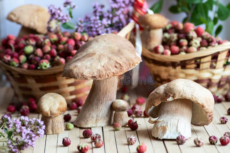 Άσπρα μανιτάρια, boletus που παρουσιάζεται από ένα πεζοπορώ στο δάσος που σχεδιάζεται σε έναν φυσικό ξύλινο πίνακα που περιβάλλετ στοκ φωτογραφία με δικαίωμα ελεύθερης χρήσης Άσπρα μανιτάρια, boletus που παρουσιάζεται από ένα πεζοπορώ στο δάσος που σχεδιάζεται σε έναν φυσικό ξύλινο πίνακα που περιβάλλετ στοκ φωτογραφία με δικαίωμα ελεύθερης χρήσης