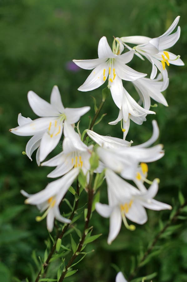 Άσπρα λουλούδια του κρίνου Madonna (Lilium candidum) στοκ εικόνες Άσπρα λουλούδια του κρίνου Madonna (Lilium candidum) στοκ εικόνες