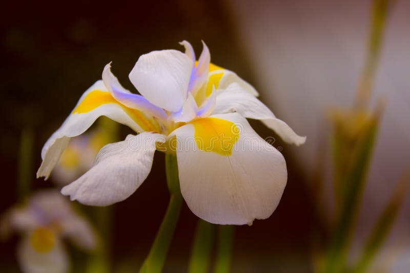 Άσπρα πέταλα ναρκίσσων (daffodils) με συμπαγή κίτρινο και purpl στοκ φωτογραφίες με δικαίωμα ελεύθερης χρήσης Άσπρα πέταλα ναρκίσσων (daffodils) με συμπαγή κίτρινο και purpl στοκ φωτογραφίες με δικαίωμα ελεύθερης χρήσης