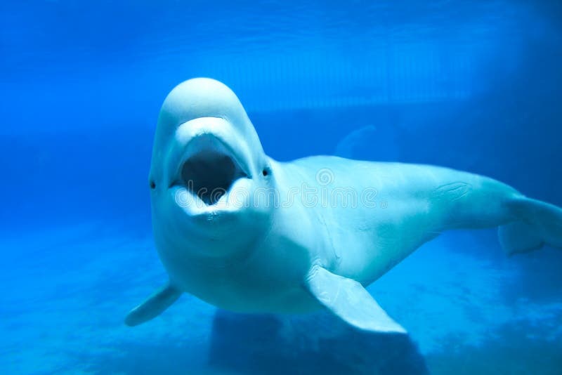 Beluga φάλαινα στοκ φωτογραφία με δικαίωμα ελεύθερης χρήσης Beluga φάλαινα στοκ φωτογραφία με δικαίωμα ελεύθερης χρήσης