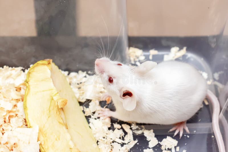 Άσπρη εργαστηριακό albino συνεδρίαση ποντικιών σε ένα πλαστικό εμπορευματοκιβώτιο εργαστηρίων στοκ φωτογραφίες Άσπρη εργαστηριακό albino συνεδρίαση ποντικιών σε ένα πλαστικό εμπορευματοκιβώτιο εργαστηρίων στοκ φωτογραφίες