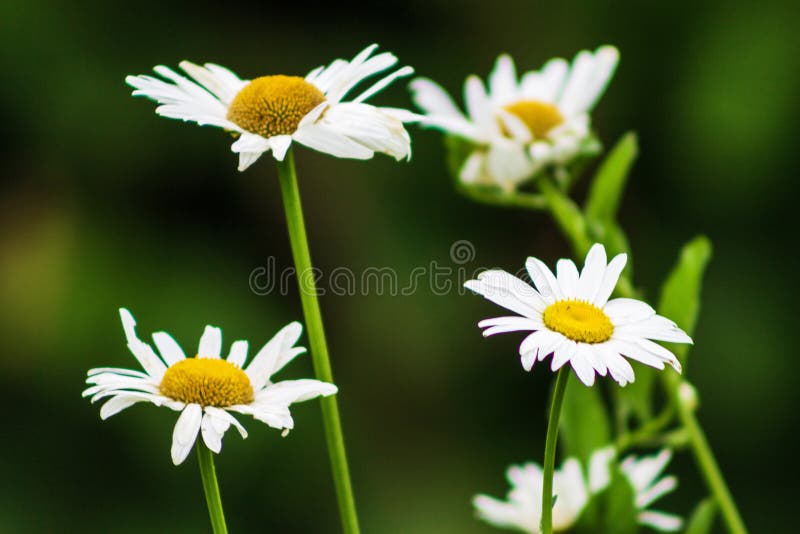 Άσπρη κινηματογράφηση σε πρώτο πλάνο της Daisy σε ένα πράσινο υπόβαθρο στοκ φωτογραφία με δικαίωμα ελεύθερης χρήσης Άσπρη κινηματογράφηση σε πρώτο πλάνο της Daisy σε ένα πράσινο υπόβαθρο στοκ φωτογραφία με δικαίωμα ελεύθερης χρήσης