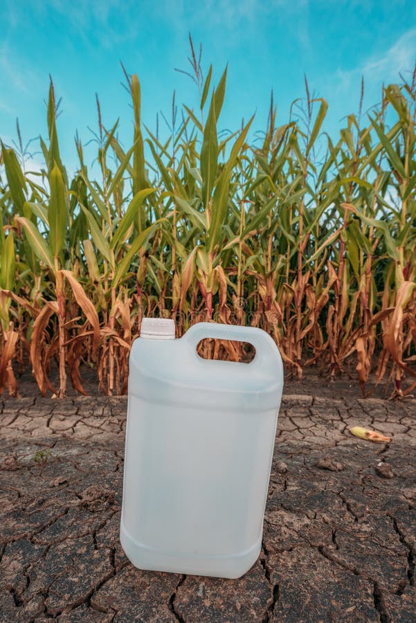 White plastic pesticide chemical jug in cornfield as mock up copy space for herbicide, fungicide or insecticide used in corn crop farming. White plastic pesticide chemical jug in cornfield as mock up copy space for herbicide, fungicide or insecticide used in corn crop farming