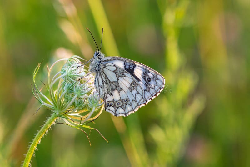 Άσπρο galathea Melanargia πεταλούδων που στηρίζεται στα wildflowers στο πρόωρο ηλιοβασίλεμα σούρουπου βραδιού στοκ εικόνα Άσπρο galathea Melanargia πεταλούδων που στηρίζεται στα wildflowers στο πρόωρο ηλιοβασίλεμα σούρουπου βραδιού στοκ εικόνα