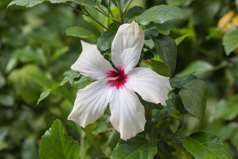 Άσπρο hibiscus λουλούδι σε ένα πράσινο υπόβαθρο, κινηματογράφηση σε πρώτο πλάνο στοκ εικόνες με δικαίωμα ελεύθερης χρήσης Άσπρο hibiscus λουλούδι σε ένα πράσινο υπόβαθρο, κινηματογράφηση σε πρώτο πλάνο στοκ εικόνες με δικαίωμα ελεύθερης χρήσης