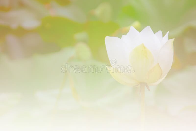 Άσπρο Lotus στοκ φωτογραφίες με δικαίωμα ελεύθερης χρήσης