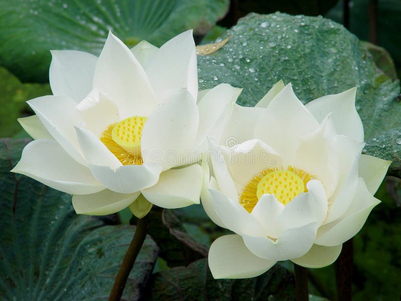 Άσπρο Lotus δύο. Ασιατικός άσπρος λωτός: κίτρινη γύρη