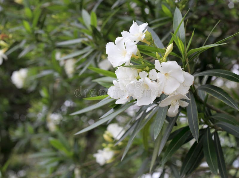 Beautiful white oleander in amoy city. Beautiful white oleander in amoy city