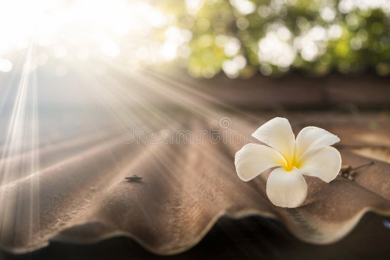 Άσπρο Plumeria στην παλαιά στέγη ψευδάργυρου στοκ φωτογραφία Άσπρο Plumeria στην παλαιά στέγη ψευδάργυρου στοκ φωτογραφία
