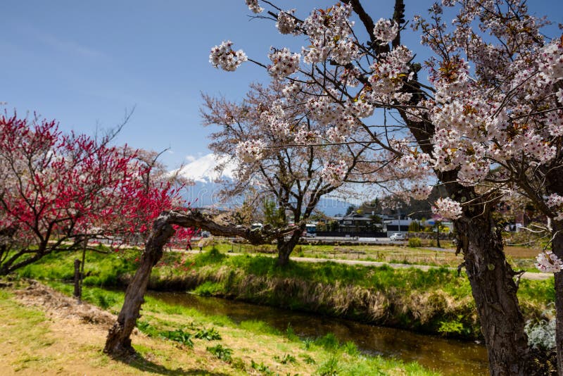 άσπρο sakura με το υποστήριγμα Φούτζι, Yamanashi στοκ φωτογραφίες άσπρο sakura με το υποστήριγμα Φούτζι, Yamanashi στοκ φωτογραφίες