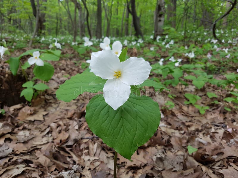 Άσπρο trillium, μεγάλος-ανθισμένο trillium, μεγάλο άσπρο trillium, η άσπρη ίχνος-Robin στοκ φωτογραφία με δικαίωμα ελεύθερης χρήσης