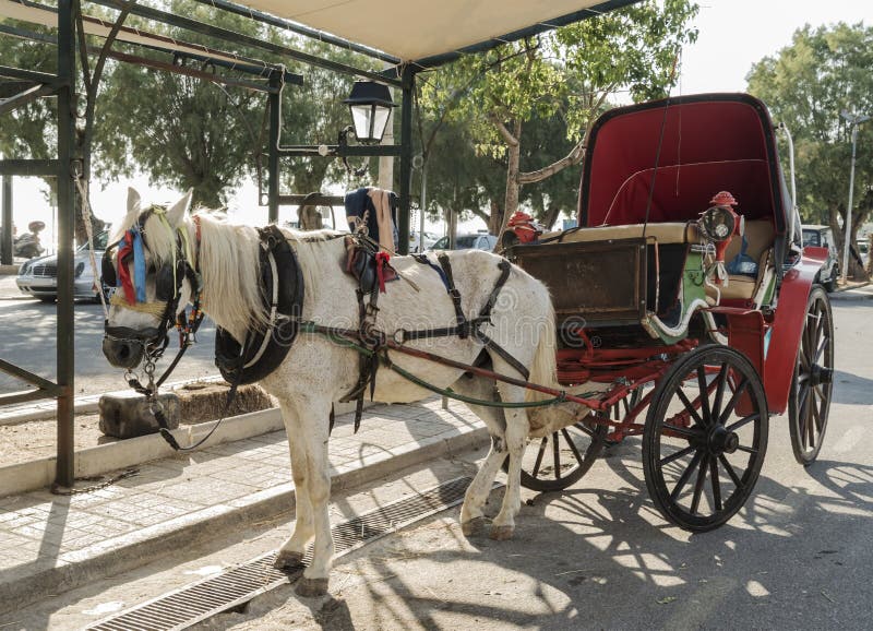 Άσπρο άλογο στο λουρί με μια άσπρη μεταφορά περπατήματος στοκ φωτογραφίες με δικαίωμα ελεύθερης χρήσης