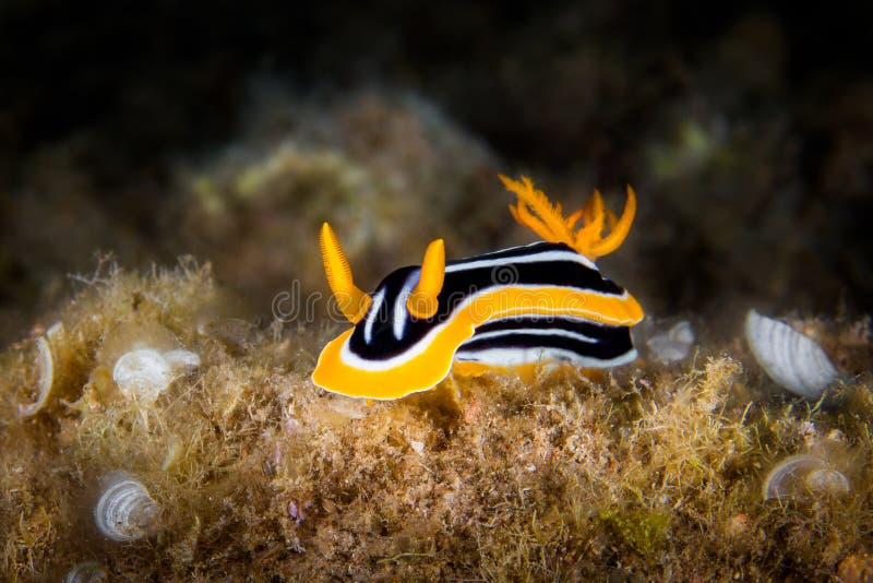 Άσπρο, κίτρινο και μαύρο nudibranch υποβρύχιο με ραβδώσεις volitans Ερυθρών Θαλασσών pterois φωτογραφιών ψαριών φιλιππινέζικος στοκ φωτογραφίες με δικαίωμα ελεύθερης χρήσης