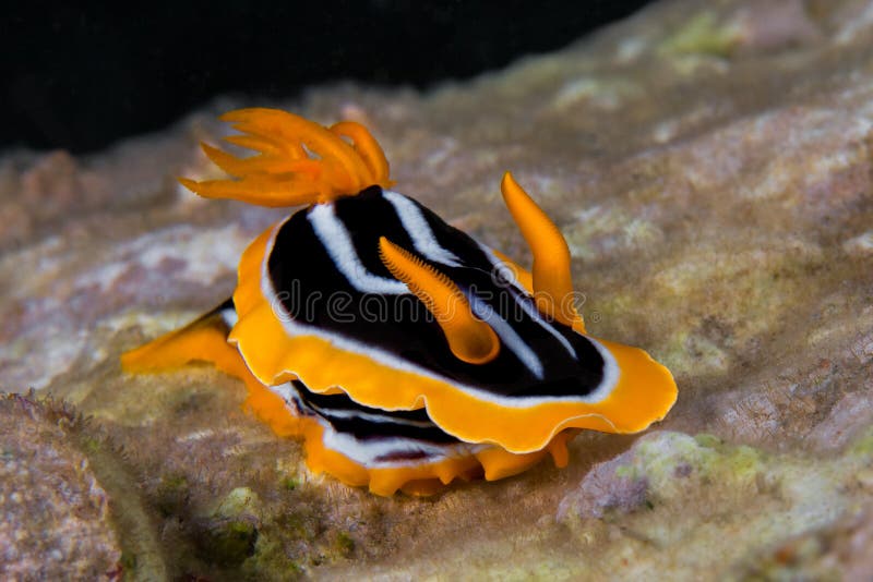 Άσπρο, κίτρινο και μαύρο nudibranch υποβρύχιο με ραβδώσεις volitans Ερυθρών Θαλασσών pterois φωτογραφιών ψαριών φιλιππινέζικος στοκ εικόνες