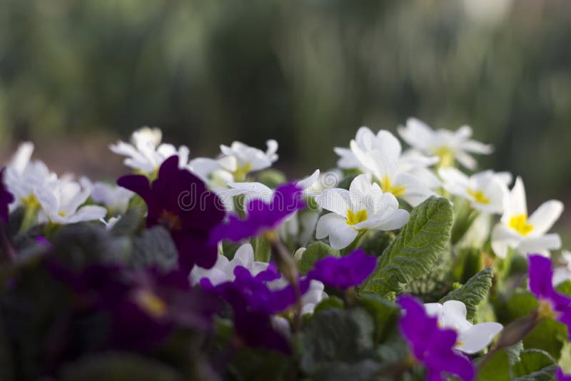 Άσπρο και πορφυρό primrose - το φωτεινό ελατήριο ανθίζει ως κουβέρτα, floral στοκ φωτογραφία με δικαίωμα ελεύθερης χρήσης Άσπρο και πορφυρό primrose - το φωτεινό ελατήριο ανθίζει ως κουβέρτα, floral στοκ φωτογραφία με δικαίωμα ελεύθερης χρήσης
