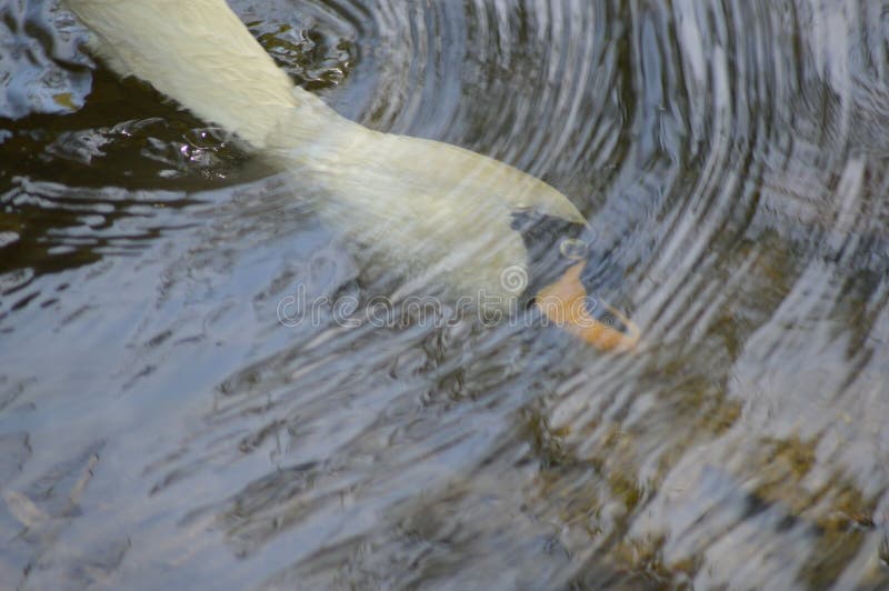 White swan head under water. circle of water White swan swimming. White swan head under water. circle of water White swan swimming