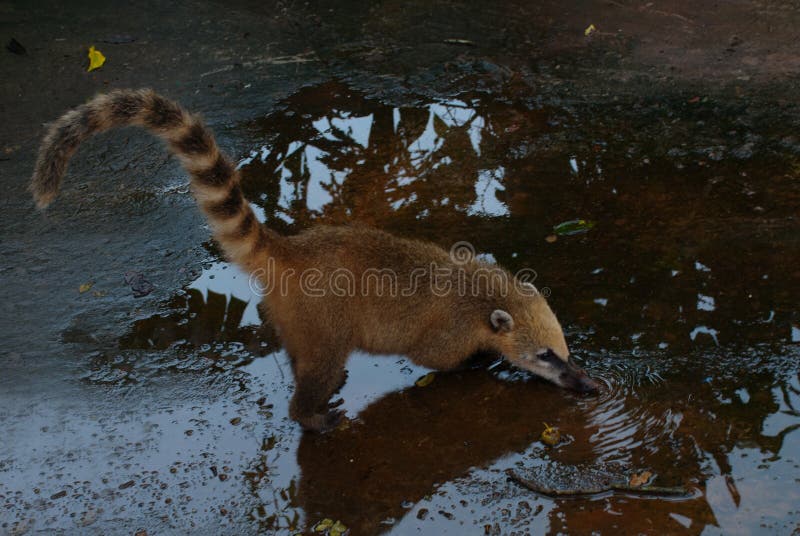 Άσπρο μυρισμένο Coati Narica Nasua Αργεντινή, ασυνήθιστο ζώο με μια μύτη στοκ φωτογραφίες Άσπρο μυρισμένο Coati Narica Nasua Αργεντινή, ασυνήθιστο ζώο με μια μύτη στοκ φωτογραφίες