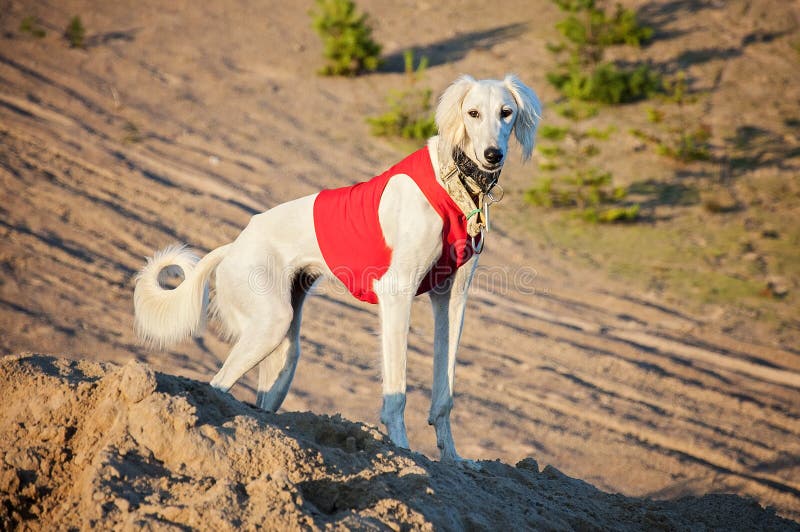 Άσπρο νέο και άγρυπνο σκυλί κουταβιών saluki υπαίθρια στο καλό ho στοκ εικόνα με δικαίωμα ελεύθερης χρήσης Άσπρο νέο και άγρυπνο σκυλί κουταβιών saluki υπαίθρια στο καλό ho στοκ εικόνα με δικαίωμα ελεύθερης χρήσης