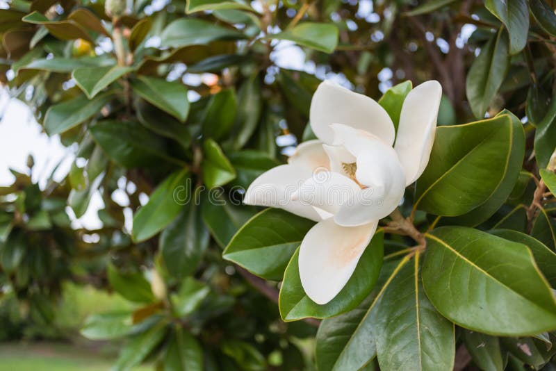 Άσπρο λουλούδι magnolia που περιβάλλεται από τα πράσινα φύλλα Άσπρο λουλούδι magnolia που περιβάλλεται από τα πράσινα φύλλα