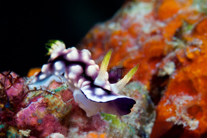 Άσπρο, πορφυρό και μαύρο nudibranch υποβρύχιο με ραβδώσεις volitans Ερυθρών Θαλασσών pterois φωτογραφιών ψαριών φιλιππινέζικος στοκ εικόνα